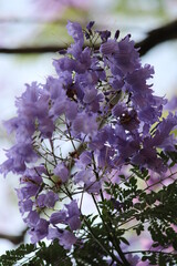 pink cherry blossoms