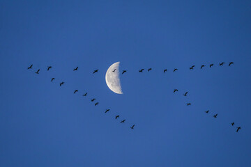 Snow geese migration - moon