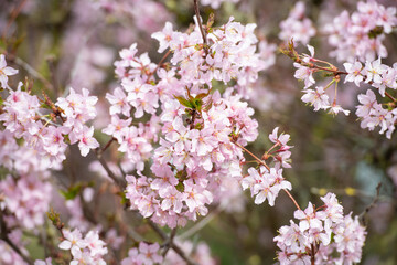 Obraz premium Rosa blühende Japanische Kirschblüte