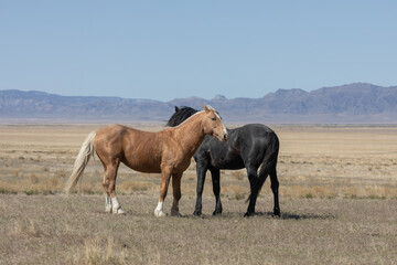 Fototapeta na wymiar Wild Horse Stallions in Spring in the Utah desert