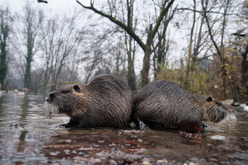 Otter in a pound