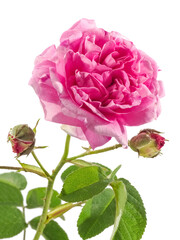 Oil-bearing rose, close up - 425823987