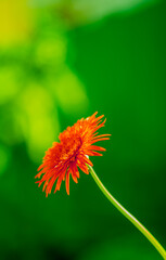 Flower colorful for background