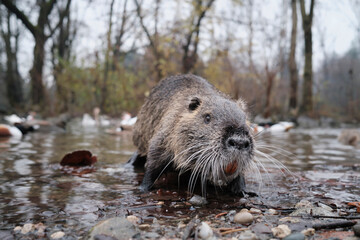 Otter in a pound