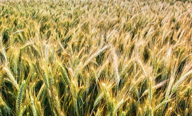 Green wheat field, young fresh ears of young green wheat on nature in spring summer field close-up