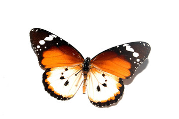 Butterfly on a White background from a Lepidoptera Collection