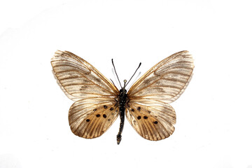 Butterfly on a White background from a Lepidoptera Collection