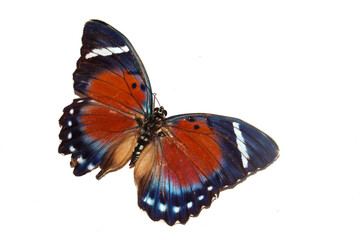Butterfly on a White background from a Lepidoptera Collection