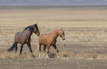 Fototapeta premium Wild Horse Stallions in Spring in the Utah desert