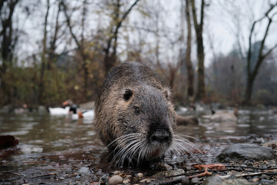 Otter in a pound