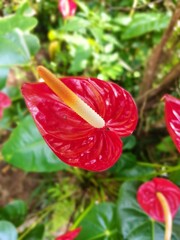 anthurium flower red