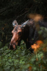 Wild Male Moose with Antlers in the Rain at the Grand Tetons Forest 