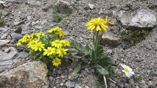 Groundsel (Senecio karjaginii. Astera) and Anthemis sp. (left, high mountain short-stemmed phenotype) on pasturage of North hill exposure of the North Caucasus mountains, 3000 m A.S.L