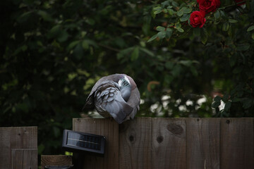 Pigeon escaped into the wild