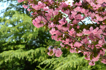 Arbol de cerreza en flor