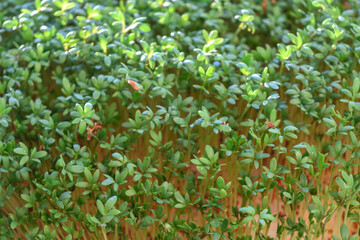 Young green cress sprouts. Indoor gardening lifestyle.