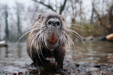 Otter in a pound
