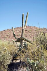 A crazy or dancing saguaro cactus with many arms in Saguaro National Park near Tucson, Arizona. The saguaro is a tree-like cactus (Carnegiea gigantea) and symbol of the American Southwest.