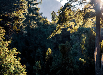 sunset in the forest