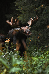 Wild Male Moose with Antlers in the Rain at the Grand Tetons Forest 