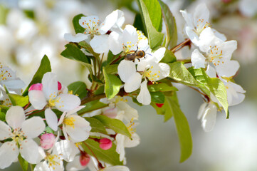 Rama de flores, arbol en primavera