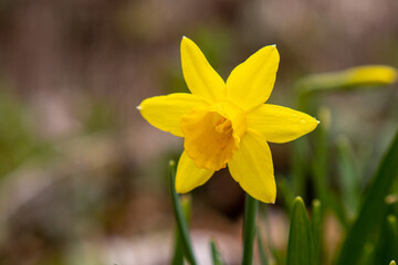 lose up of a daffodil in spring