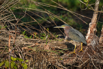 Green Heron