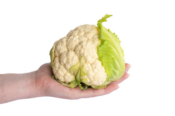 Cauliflower with green leaves in woman hand isolated on white background