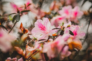 beautiful pink asian flowers on tree after rain