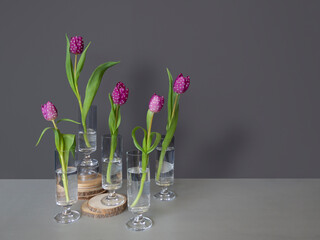 Colorful still life 5 pink purple tulips covered with white polka dots,in separate transparent stemmed glasses,light-dark gray background.Modern minimalistic interior poster,copy space,selective focus