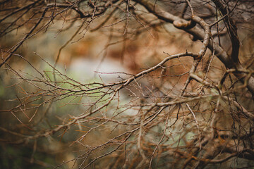 atmospheric bare branches of fruit trees on blurred background