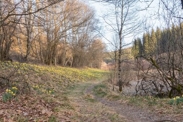 Die Narzissenwiesen von Kalterherberg in der Eifel