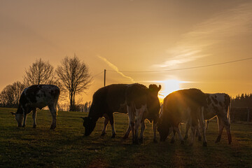 Naklejka premium Rinder vor untergehender Sonne