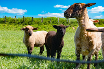 Wildlife, pasture, Germany - A lovely sheep mother and her children on the green pasture in spring. © Copula
