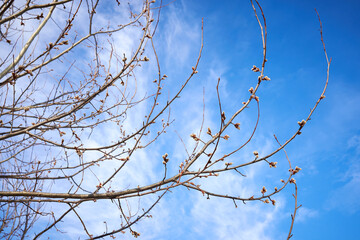 Blooming fluffy willow buds against the blue spring sky.