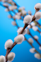willow tree branch on colorful blue background.