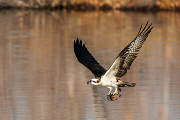 Osprey - Fishing