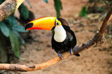 Toucan bird with black feathers, red breast, yellow beak and blue eye, with the head turned and looking sideways, showing the inner beak in its length. © SMaggi