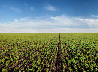 Fototapeta na wymiar Rows of green bean beans, fava, flora, field beans field in spring. Agriculture view