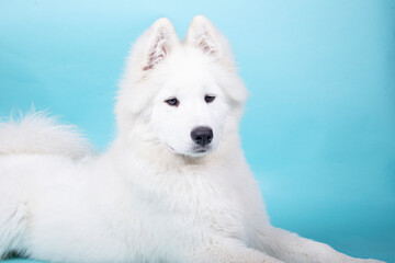 4 month old Samoyed puppy posing in studio on a blue background