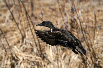 Hybrid Mallard Hen