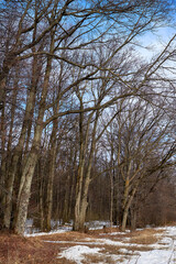 Fototapeta premium Spring in the forest. Melting snow. Trees against a blue sky.