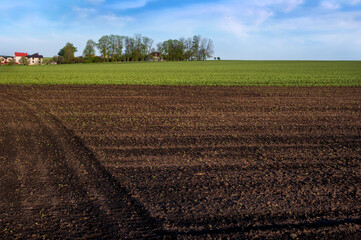 plowed field with buckwheat sprouts and a view of a green field of fava beans