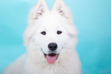 Obraz na płótnie Canvas Isolated portrait of a young Samoyed breed puppy on blue background