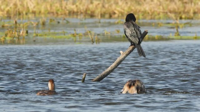 Full shot of Indian cormorant or shag perched and Red crested pochard flock coming out from blue water in scenic view at keoladeo national park bharatpur bird sanctuary rajasthan india - Netta rufina