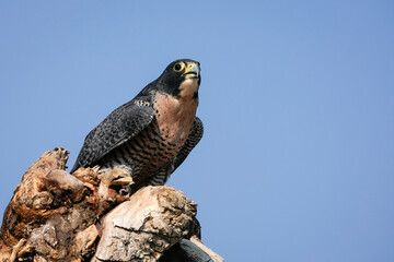 Peregrine Falcon Perch