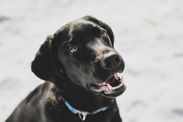 Portrait of a courious labrador puppy