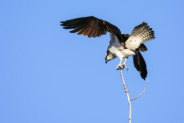 Balancing Act - Osprey