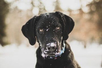 Funny shot of a black labrador puppys snowy face