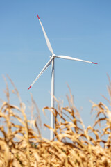 Wind turbines with golden corn field in foreground and beautiful clear blue sky in the background